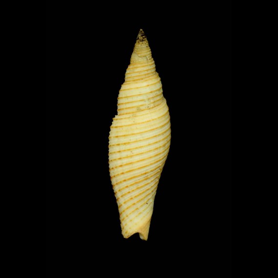 interlirata