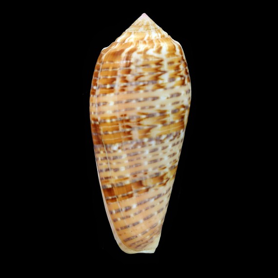 dusaveli 78,0mm