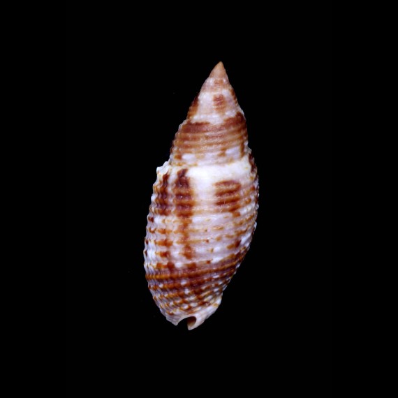 scabricula