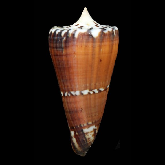 generalis 82,53mm SUPERB