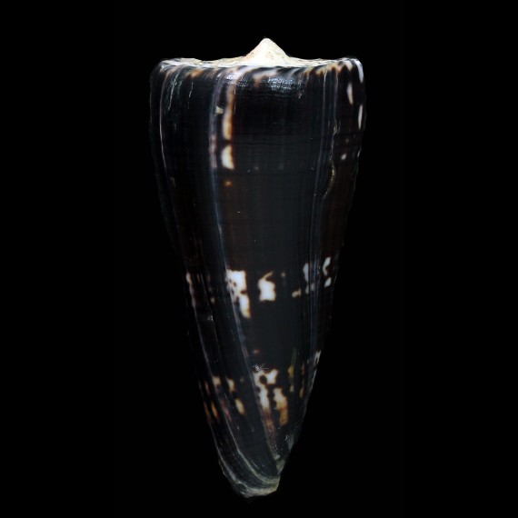 generalis 72,6mm DARK