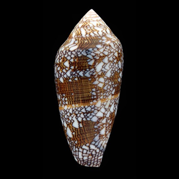 archiepiscopus 75,8mm