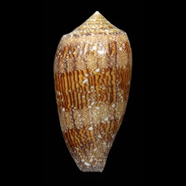 archiepiscopus 79,7mm