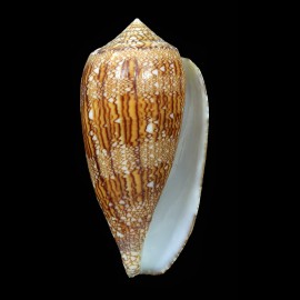 archiepiscopus 79,7mm