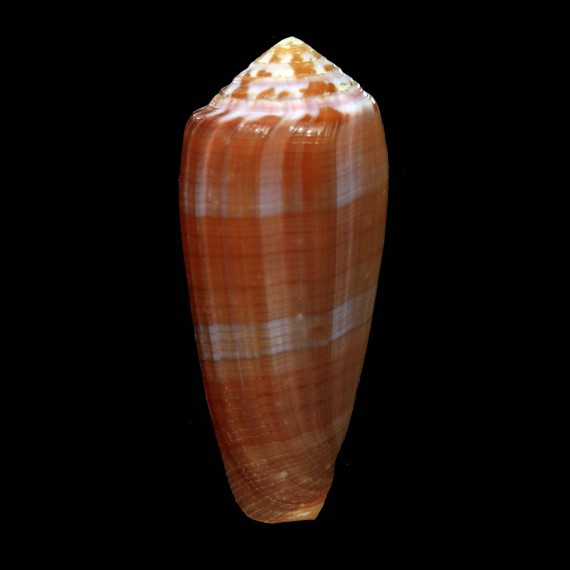 circumcisus 76,2mm