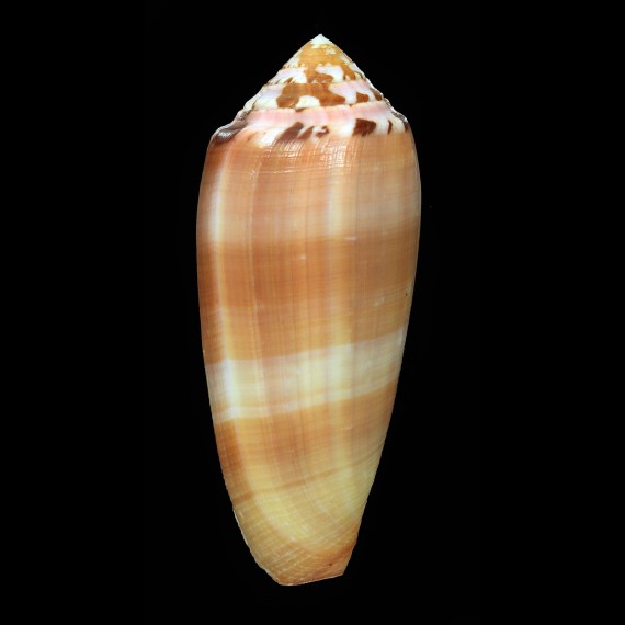 circumcisus 86,5mm