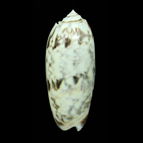miniacea efasciata 80,5mm BIG