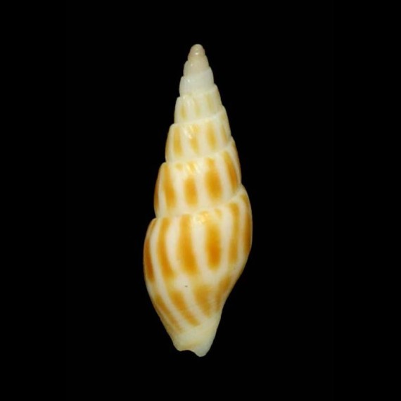rosadoi