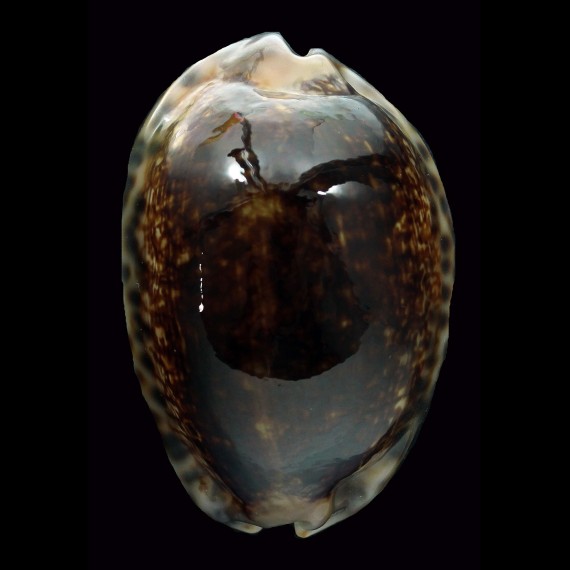 arabica 49,9mm NIGER