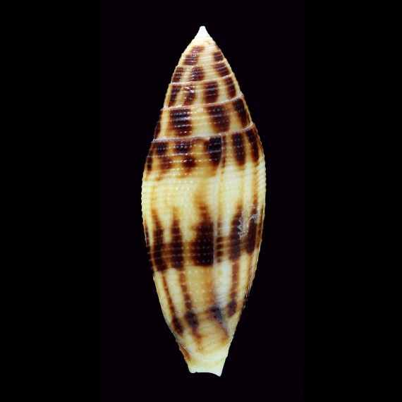mitratus 44,5mm BIG