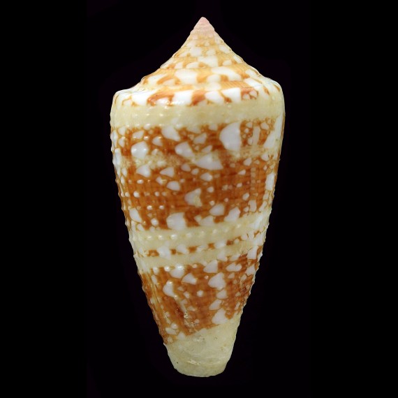 ammiralis archithalassus 48,2mm