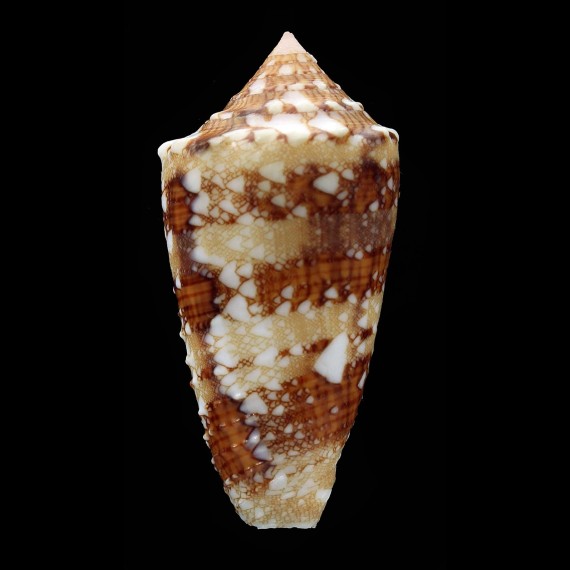 pseudocedonulli 41,9mm