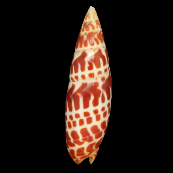 mitra