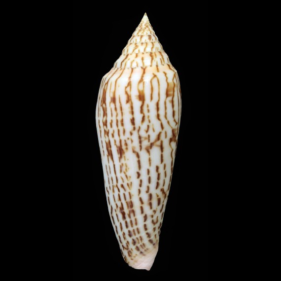 ranonganus 95,5mm SUPERB
