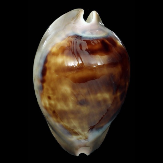 venusta episema 72,2mm DARK