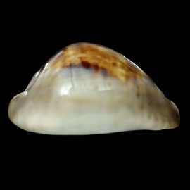 venusta episema 72,2mm DARK