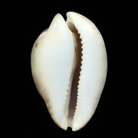 venusta episema 72,2mm DARK
