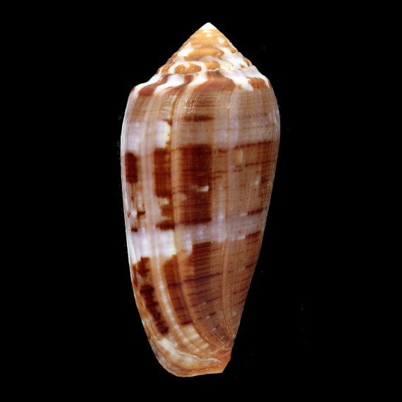 circumcisus 73,0mm