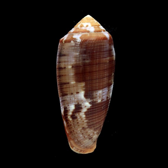 circumcisus 65,4mm DARK