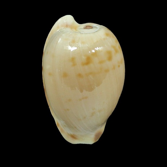 edentula 21,5mm