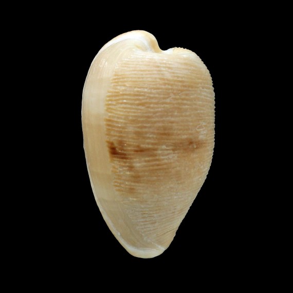 capensis gonubiensis 32,5mm
