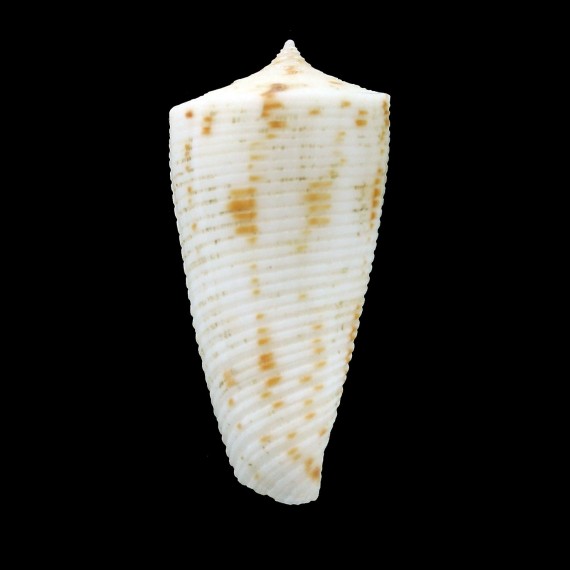 lizardensis 33,0mm