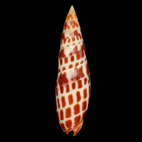 mitra