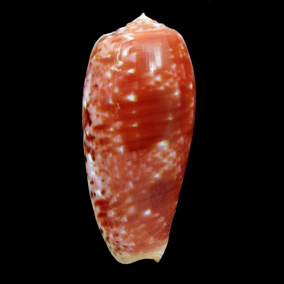 bullatus 72,0mm