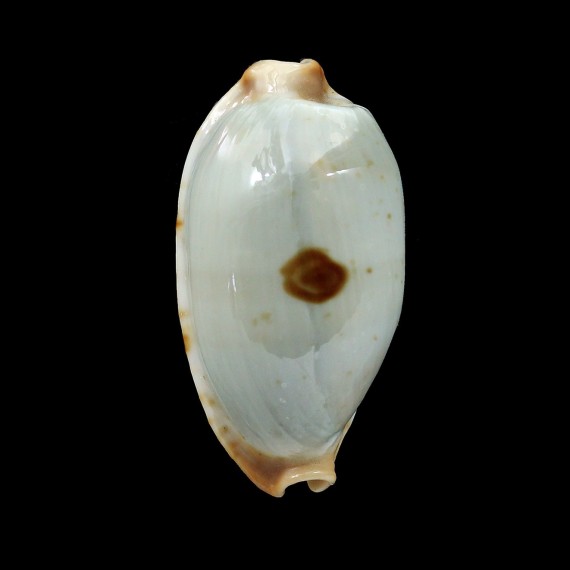 diauges 33,7mm
