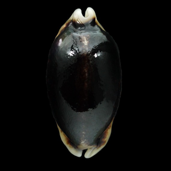 eglantina 52,5mm
