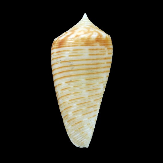 aff mucronatus 33,5mm NOT DESCRIBED