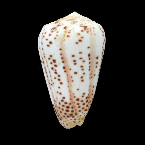 pulicarius vautieri 54,0mm GERONTIC