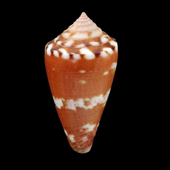 abrolhoensis 25,8mm SUPERB