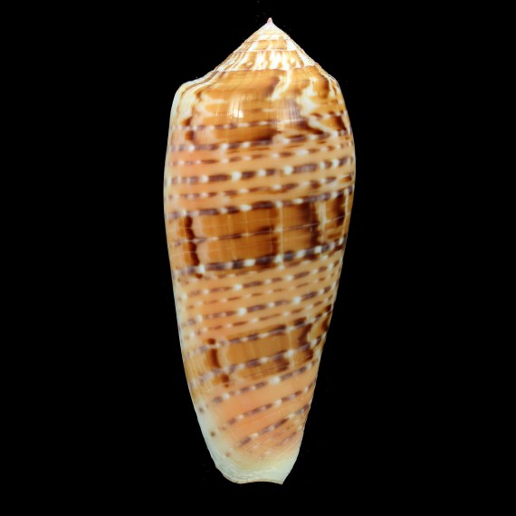 dusaveli 84,0mm SUPERB