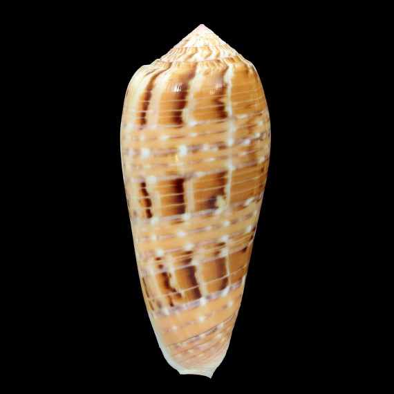 dusaveli 86,0mm UNCOMMON