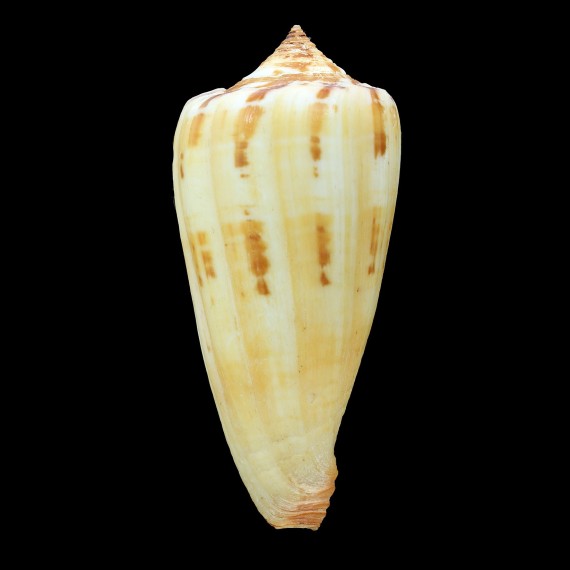 janus 83,3mm EXCEPTIONAL GIANT