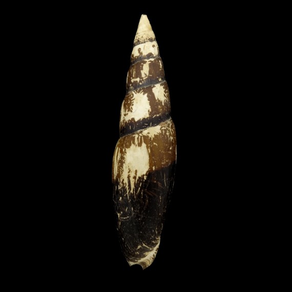 fusiformis zonata