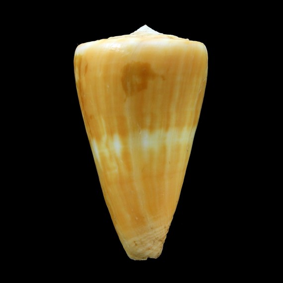 quasidaucus 47,6mm