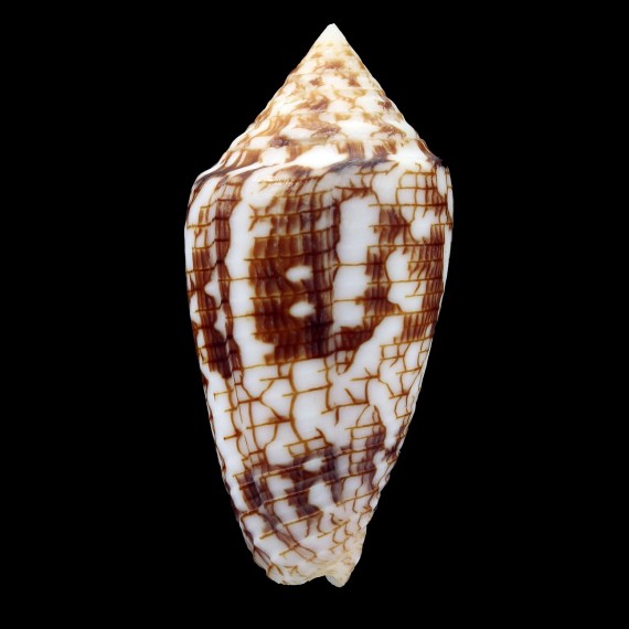 lucidus 49,1mm BIG