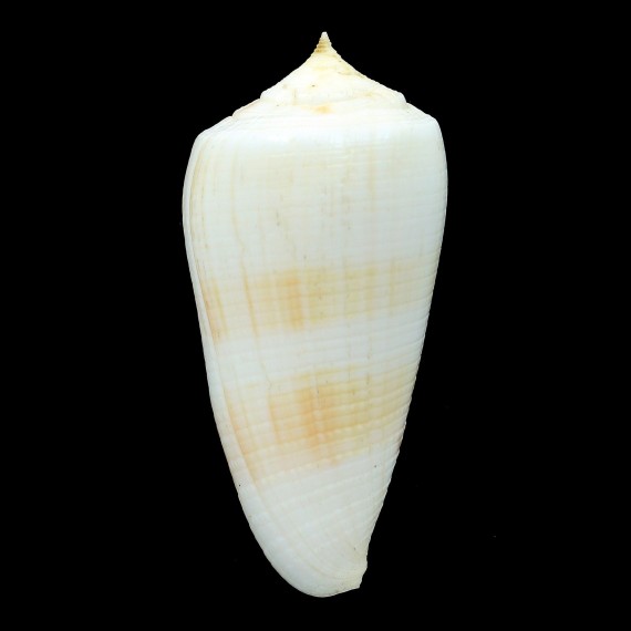 quiquandoni 67,4mm RARE