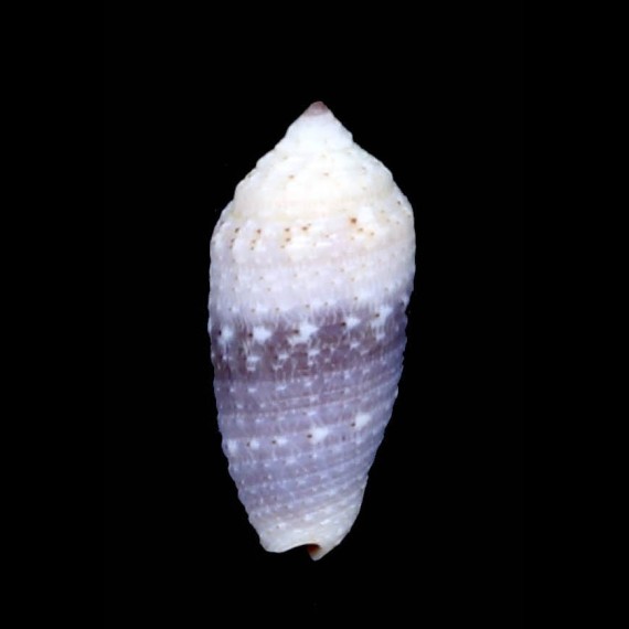 vanikorensis