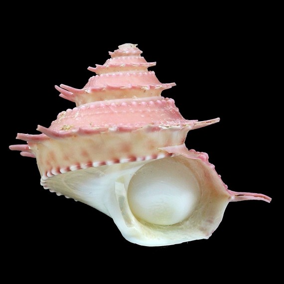 bartschi 33,1mm UNCOMMON