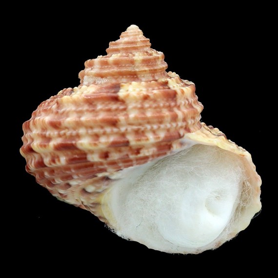 gruneri 38,3mm