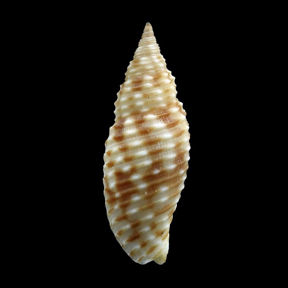 foveolata 23,8mm RARE