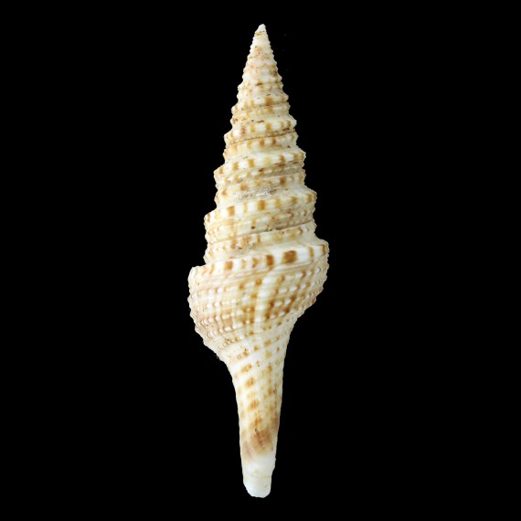 panglaoensis 83,3mm BIG