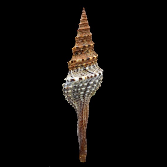 indica 66,4mm