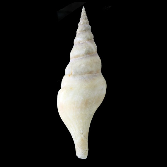 kuroharai 103,4mm GIANT