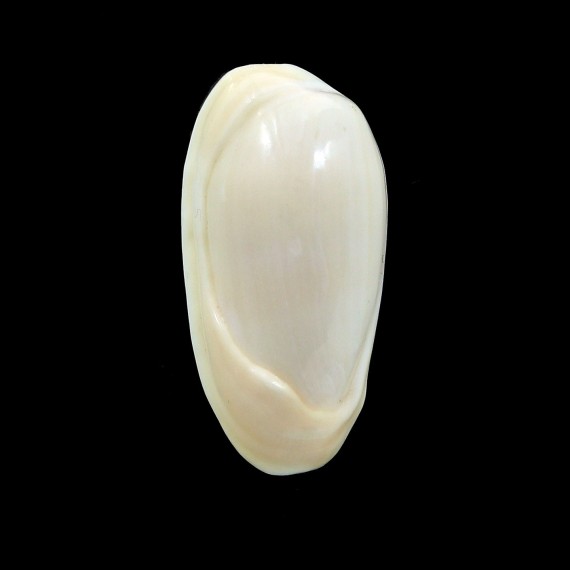 mabellae 26,3mm GIANT