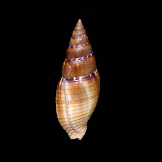 punctostriata