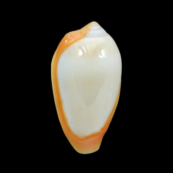 cinctum 22,3mm
